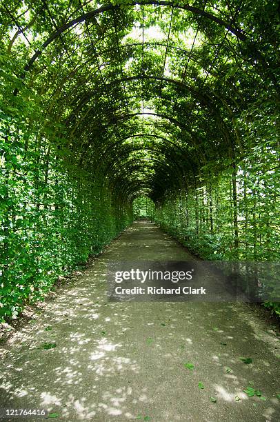 hornbeam (carpinus betulus) trained along pergola at alnwick gardens, northumberland, uk - northumberland foto e immagini stock