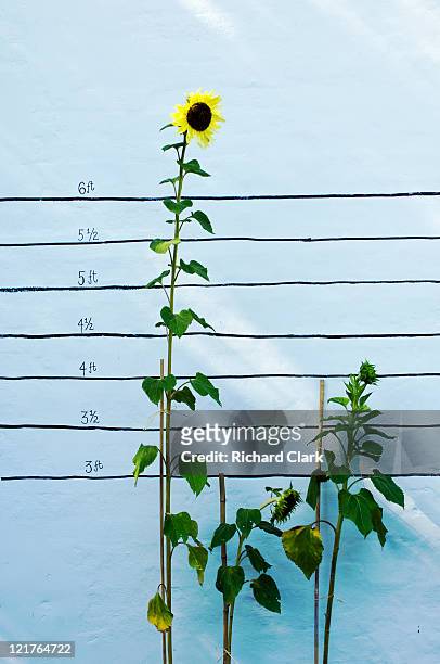 sunflower (helianthus annuus) growing competition, august - ヒマワリ属 ストックフォトと画像