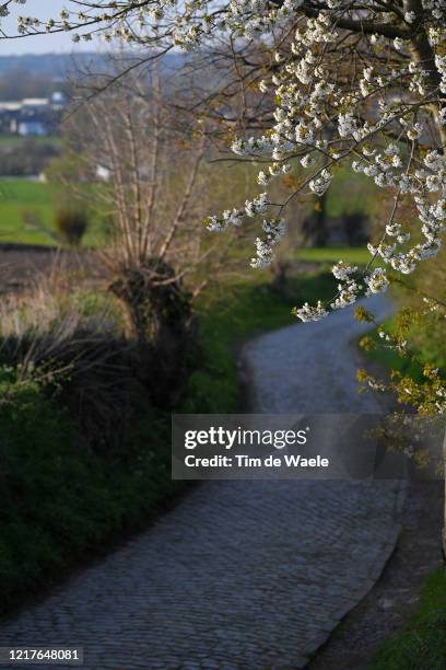 Oude Kwaremont / No public and fans this year at Tour of Flanders Famous Cobblestone Hills / Cobblestones / Landscape / Blossom tree / Spring / on...
