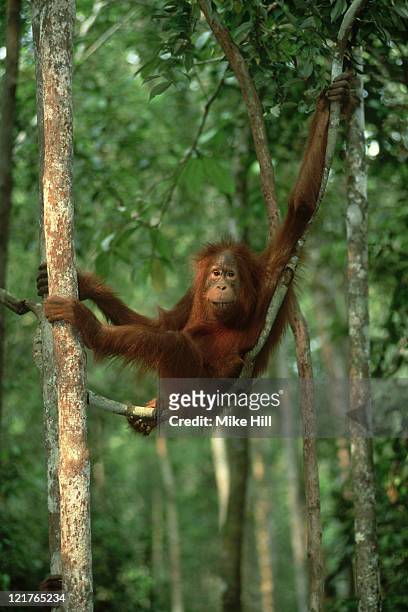 orangutan:  pongo pygmaeus  swinging in tree  kalimantan, in donesia     - orangotango de bornéu - fotografias e filmes do acervo