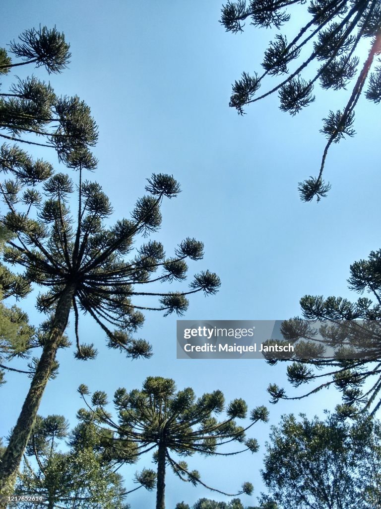 Araucaria angustifolia, Paraná pine, Brazilian pine, candelabra tree, pine