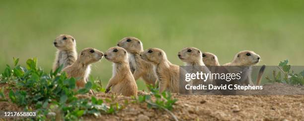 prairie dog puppies gather at burrow entrance - präriehund stock-fotos und bilder