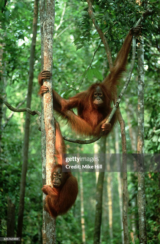 Orangutan: pongo pygmaeus in forest trees kalimantan, indo nesia