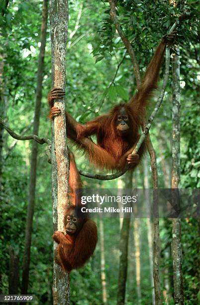 orangutan: pongo pygmaeus  in forest trees  kalimantan, indo nesia     - 婆羅洲島 個照片及圖片檔