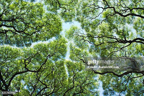 jacaranda trees fight for space - view from below fotografías e imágenes de stock