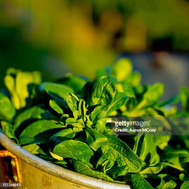 lambs lettuce (vakerianell locusta) in colander - mache stock pictures, royalty-free photos & images