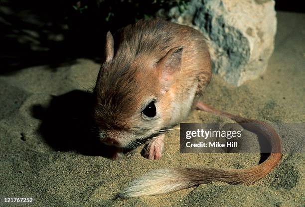 Jaculus Jaculus Photos and Premium High Res Pictures Getty Images