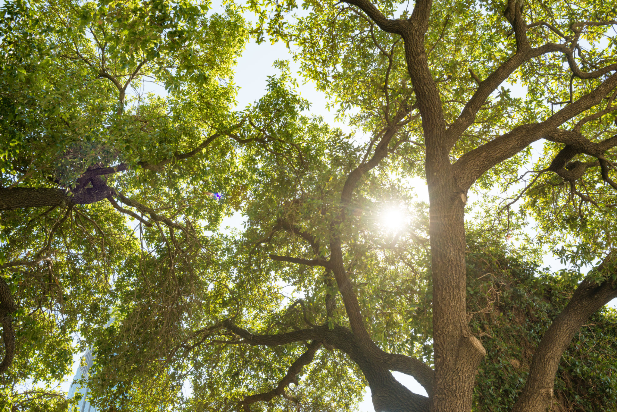 texas trees