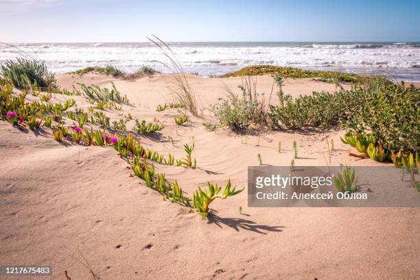 view over dune grass on the athlantic ocean cost in morocco - abu dhabi beach stock-fotos und bilder