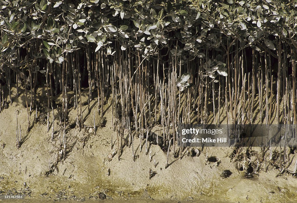 Dwarf mangrove, avicennia marina, aerial roots, bahrain
