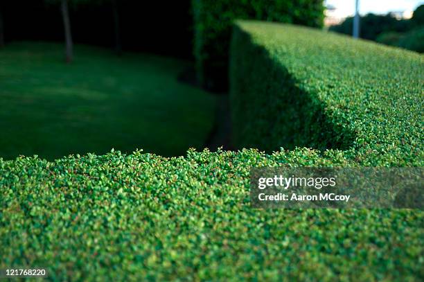 clipped garden boxwood hedge (buxus) - evergreen plant stock pictures, royalty-free photos & images