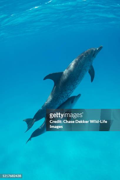 atlantic spotted dolphin mother and calf - dolphin and its blowhole stock pictures, royalty-free photos & images