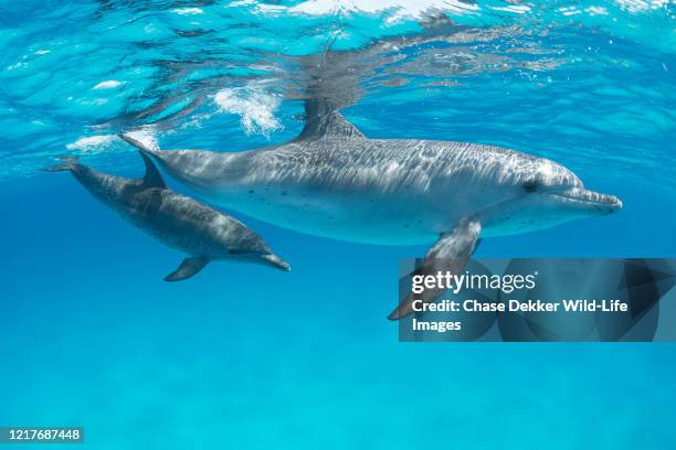 atlantic spotted dolphin mother and calf - golfinhos bebés imagens e fotografias de stock