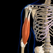 Biceps Brachii Muscles Isolated Anterior View Anatomy on Black Background