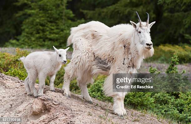 mountain goat (oreamnos americanus), nanny goat and kid: in late spring, one or two kids are born and remain with their mother for a year. jasper national park, alberta, canada. - schneeziege stock-fotos und bilder