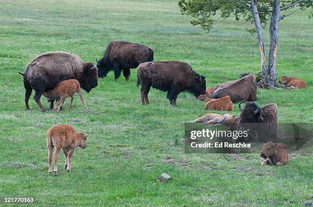 wild bison herd (bison bison) with calves in yellowstone national park.  wild herds occur in yellowstone, usa. almost hunted to extinction in the 1800's.  - grass grazer stock pictures, royalty-free photos & images