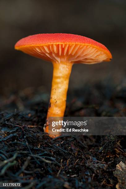 scarlet waxy cap mushroom (hygrophorus coccineus). widespread and common. fruits under conifers. michigan, usa - basidiomycota stock pictures, royalty-free photos & images