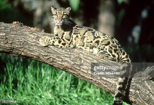 clouded leopard: neofelis nebulosa  in tree  wildlife model      - nebelparder stock-fotos und bilder