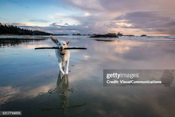 dramatic sunset sky on chesterman beach near tofino, vancouver island. - stick plant part stock pictures, royalty-free photos & images