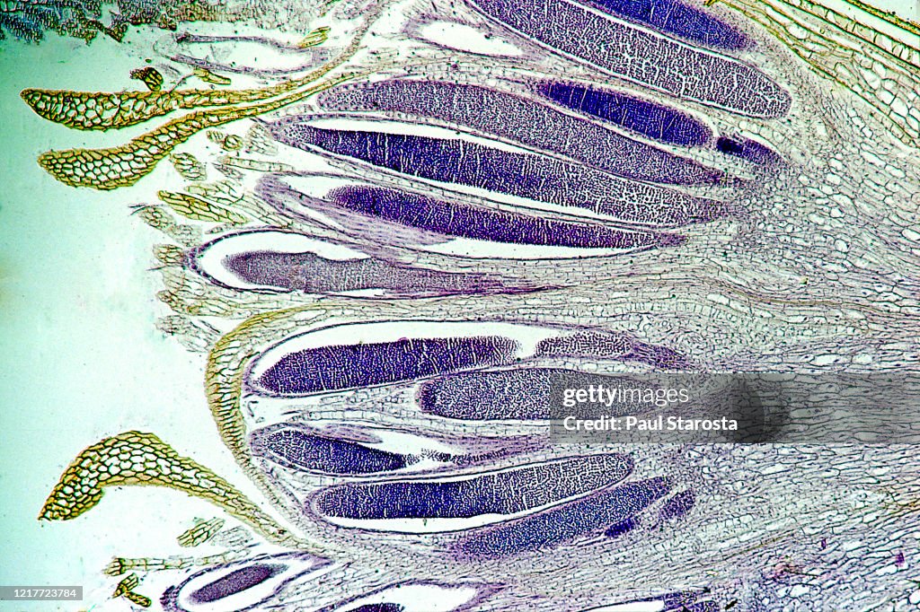 Cross section of moss antheridia