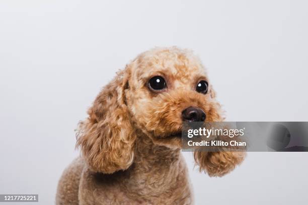 a cute poodle dog looking at something - toy poodle stock pictures, royalty-free photos & images