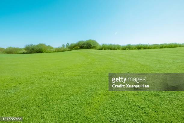 clear sky and green meadow - 芝生農場 ストックフォトと画像
