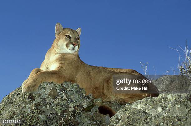 mountain lion: felis concolor  montana  usa      - cougar fotografías e imágenes de stock