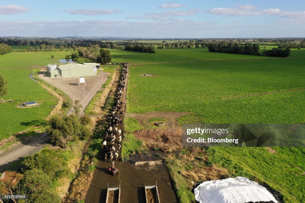Dairy Farming in Victoria Amid The Threat of Tariffs