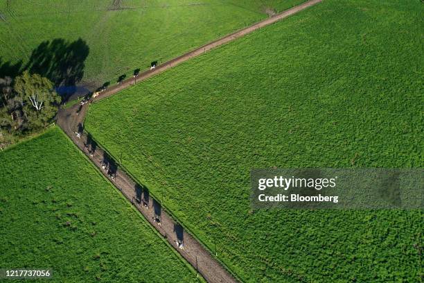 Friesian cows head to a pasture after being milked at a dairy farm in this aerial photograph taken over Gippsland, Victoria, Australia, on Thursday,...