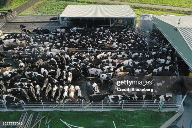 Friesian dairy cows are gathered in the yard prior to milking at a dairy farm in this aerial photograph taken over Gippsland, Victoria, Australia, on...