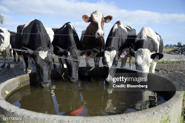 Goldfish swims near Friesian cows drinking from trough at a dairy farm in Gippsland, Victoria, Australia, on Thursday, June 4, 2020. China is...