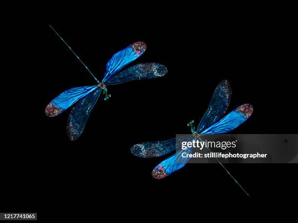 two identical dragonflies with blue wings lined symmetrically, isolated on black background - libellula foto e immagini stock