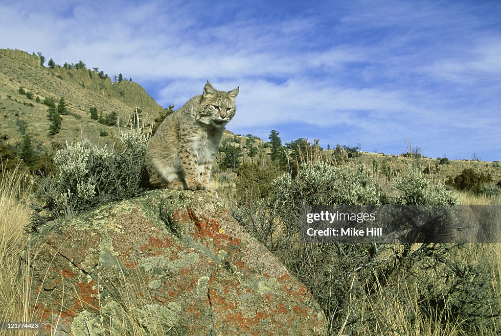 Bobcat: felis rufus  wildlife model  montana, usa     