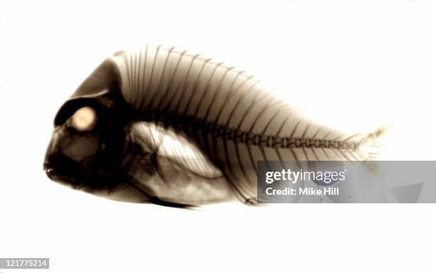 Fish Radiography Xray Fish Photos and Premium High Res Pictures - Getty Images
