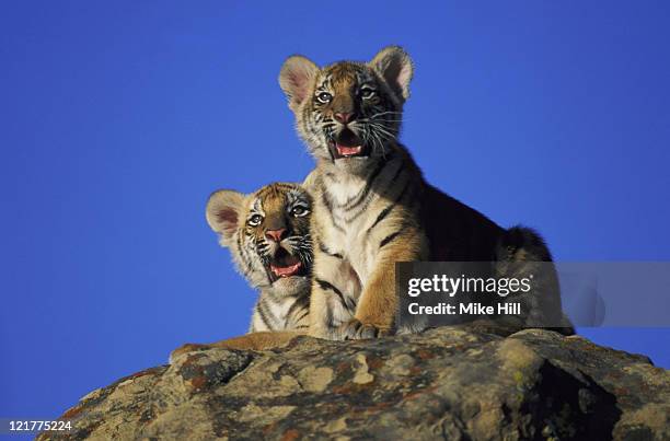 bengal tiger, panthera tigris, california, usa - bengal tiger stock pictures, royalty-free photos & images