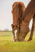 English thoroughbred horse, mare with foal grazing at sunset in a meadow with heads together