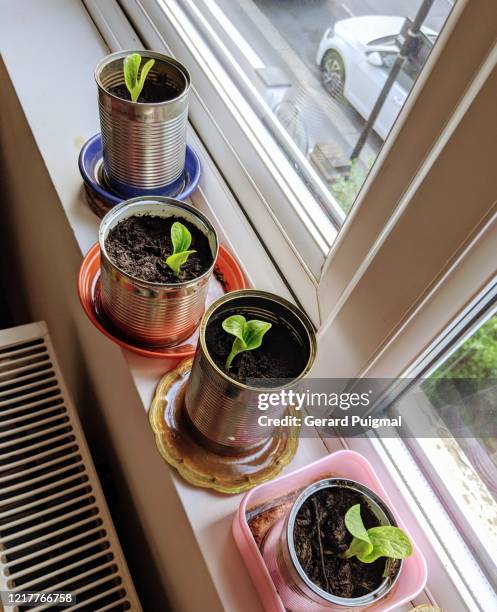 courgettes being grown inside on a windowsill - squash seeds stock-fotos und bilder