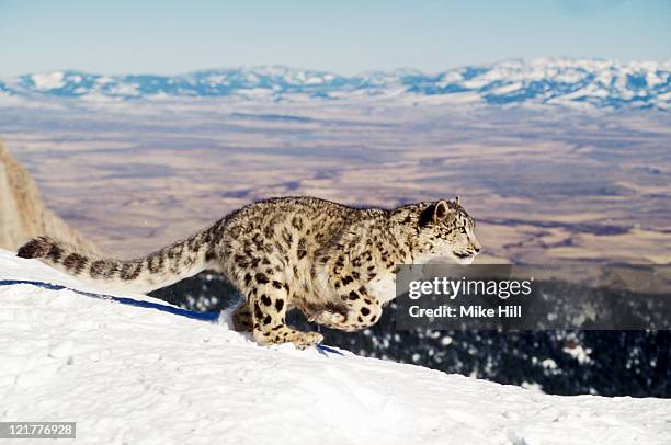 snow leopard (uncia uncia) running in snow, montana usa (animal model) - snow leopard fotografías e imágenes de stock