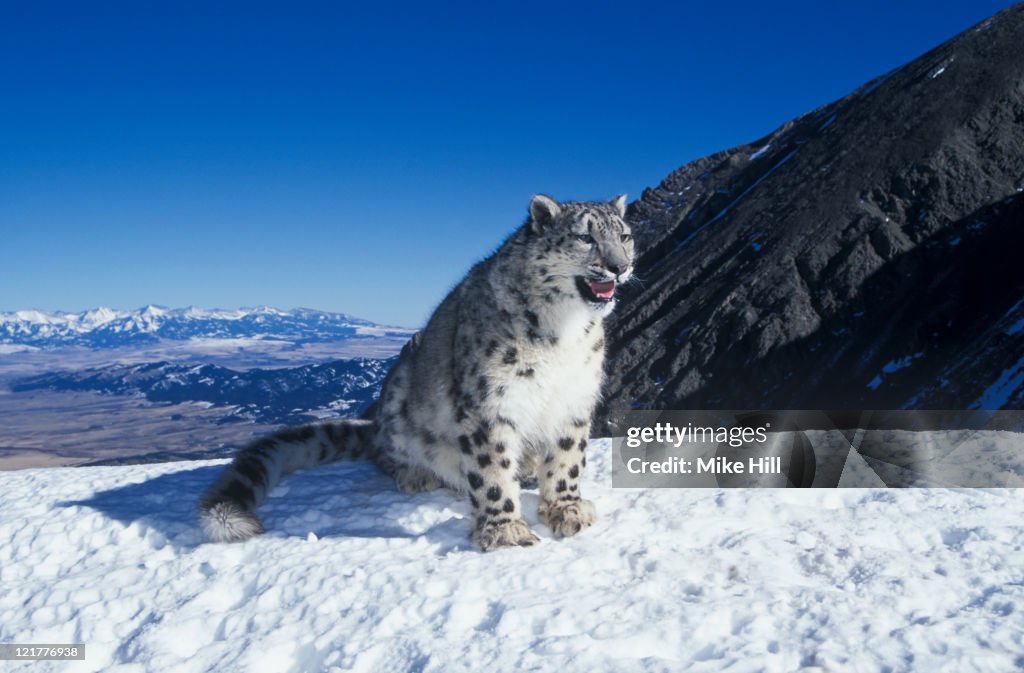 Snow Leopard (Uncia uncia) snarling in snow, Montana, USA (Animal Model)