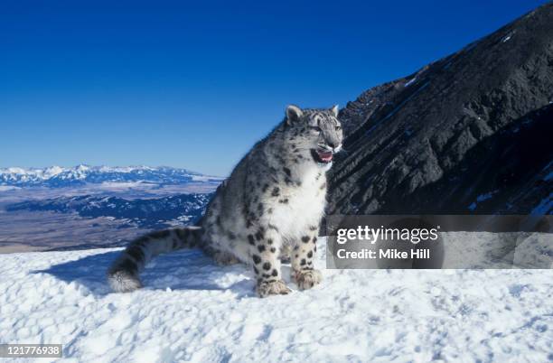 snow leopard (uncia uncia) snarling in snow, montana, usa (animal model) - snow leopard stock pictures, royalty-free photos & images