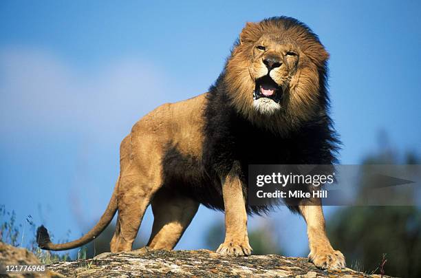 male african lion (panthera leo) roaring, masai mara national park, kenya (animal model) - leon fotografías e imágenes de stock