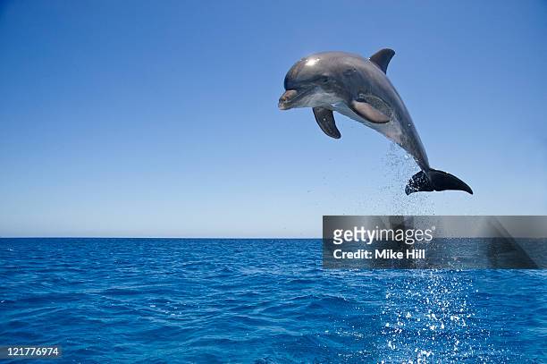 common bottlenose dolphin (tursiops truncatus) leaping out of water, honduras - einzelnes tier stock-fotos und bilder