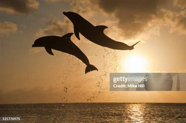 common bottlenose dolphins (tursiops truncatus) leaping out of water at sunset, honduras - swimming with dolphins stock pictures, royalty-free photos & images