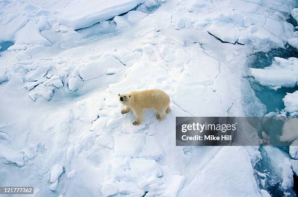 polar bear (ursus maritimus) on sea ice, svalbard, arctic ocean - polar bear stock pictures, royalty-free photos & images