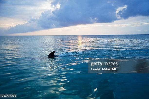 common bottlenose dolphin (tursiops truncatus) fin cutting through sea, honduras - shark imagens e fotografias de stock