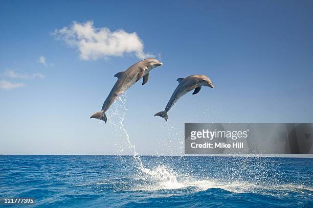 common bottlenose dolphins (tursiops truncatus) leaping out of water together, honduras - aquatic organism stock pictures, royalty-free photos & images