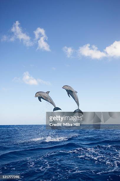 804 Animated Dolphins Photos and Premium High Res Pictures - Getty Images