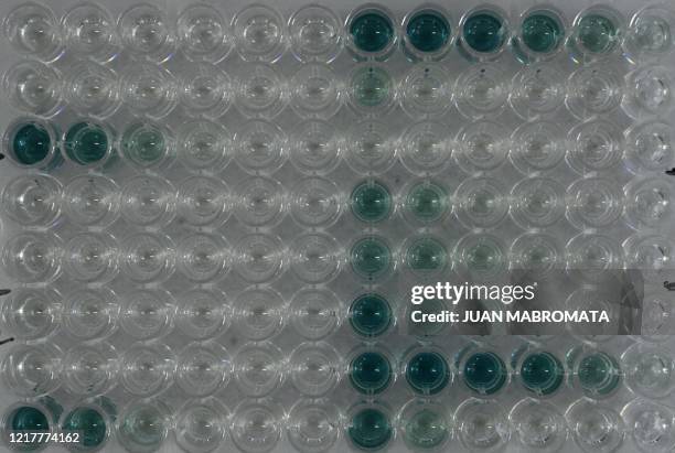 View of enzyme-linked immunosorbent assay , testing the increment of antibody titer to SARS CoV 2 protein in llama's serum samples after each vaccine...