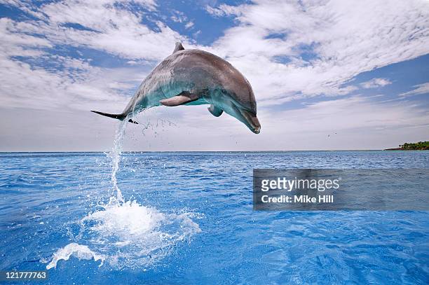 common bottlenose dolphin (tursiops truncatus) leaping at height out of water, honduras - dolphin stock-fotos und bilder