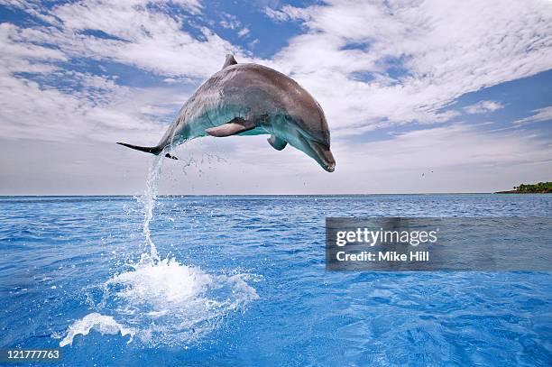 common bottlenose dolphin (tursiops truncatus) leaping at height out of water, honduras - dolphins - fotografias e filmes do acervo